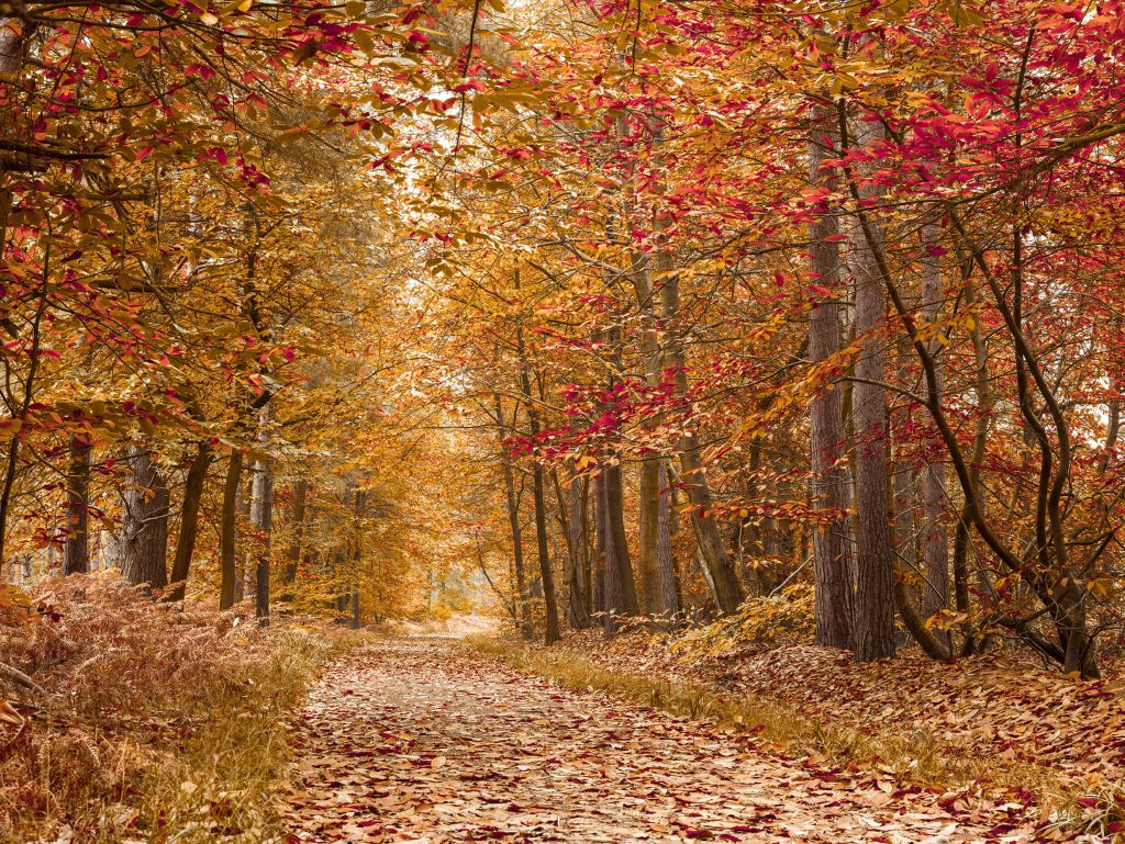 Pathway through Autumn forest