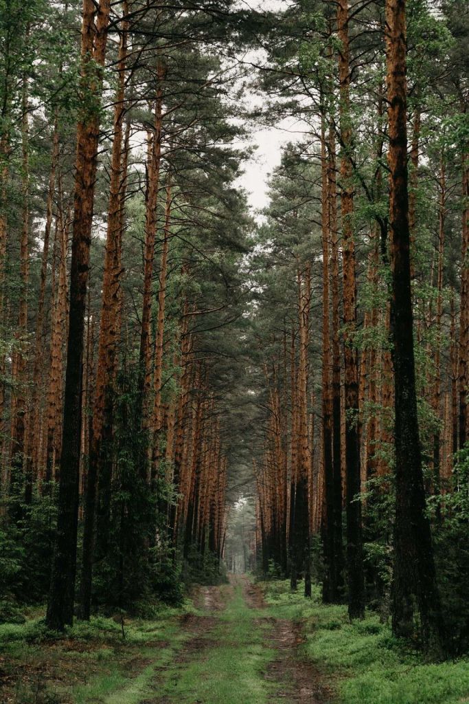 Symétrie de la Forêt
