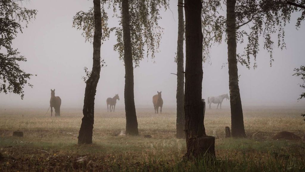 Chevaux dans la brume du matin