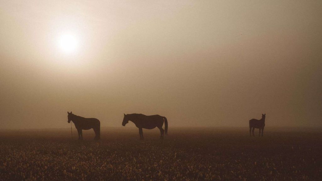 Chevaux dans la Prairie Brumeuse