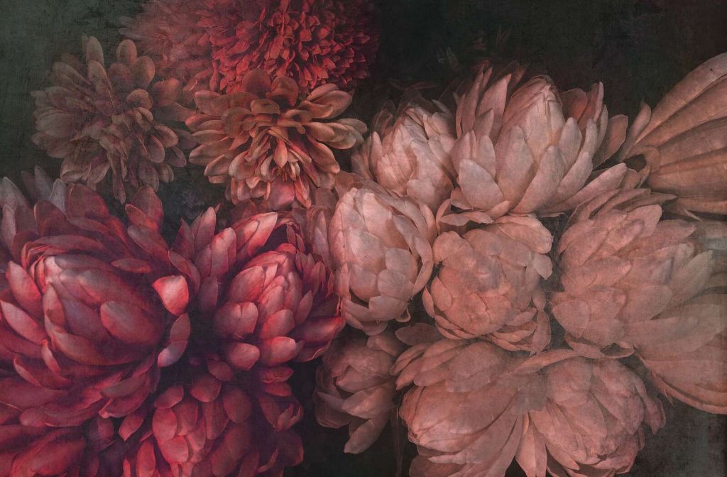 Chrysanthèmes en teintes profondes de rose rouge