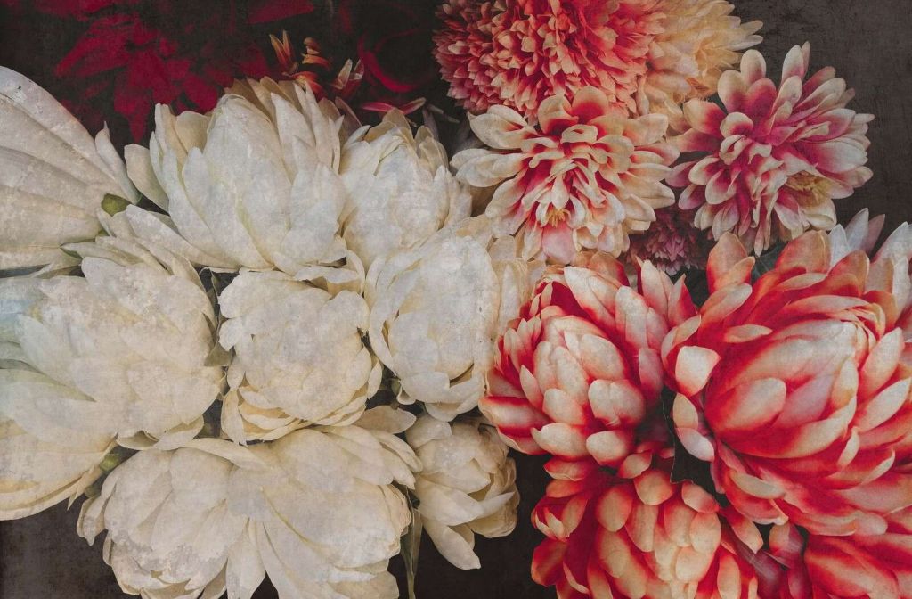 Chrysanthèmes en crème et carmin