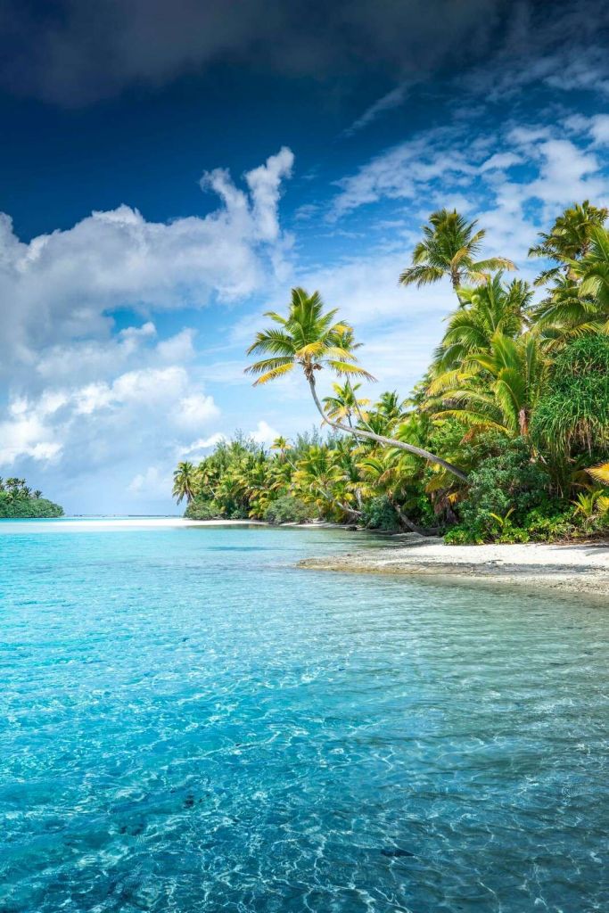 Plage tropicale claire avec des palmiers