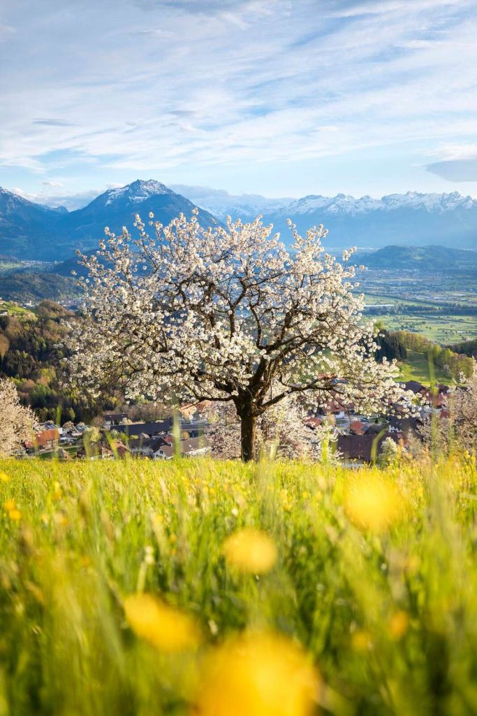 Cerisier en fleurs dans une prairie alpine