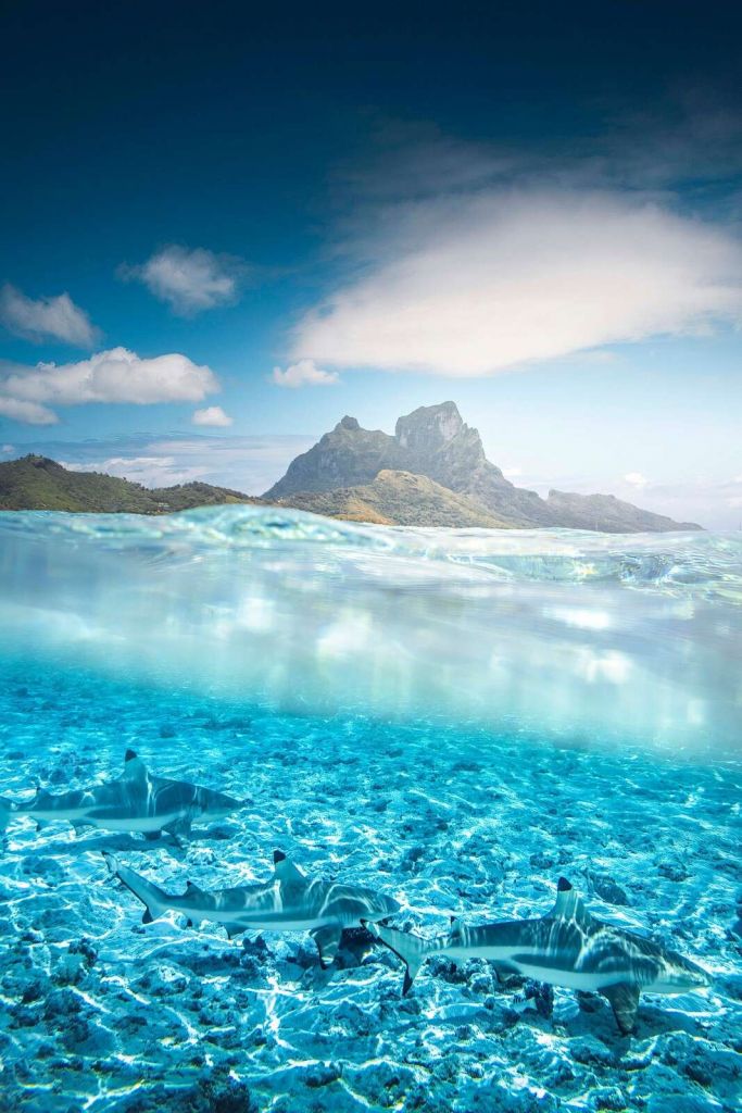 Requins de récif dans la lagune turquoise.