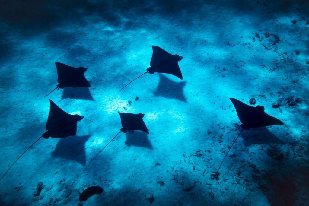 Les raies manta flottant à travers le récif bleu profond