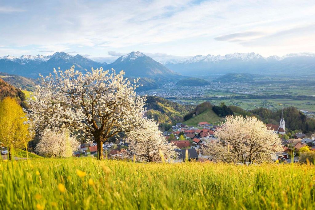 Collines de fleurs avec vue sur les Alpes.