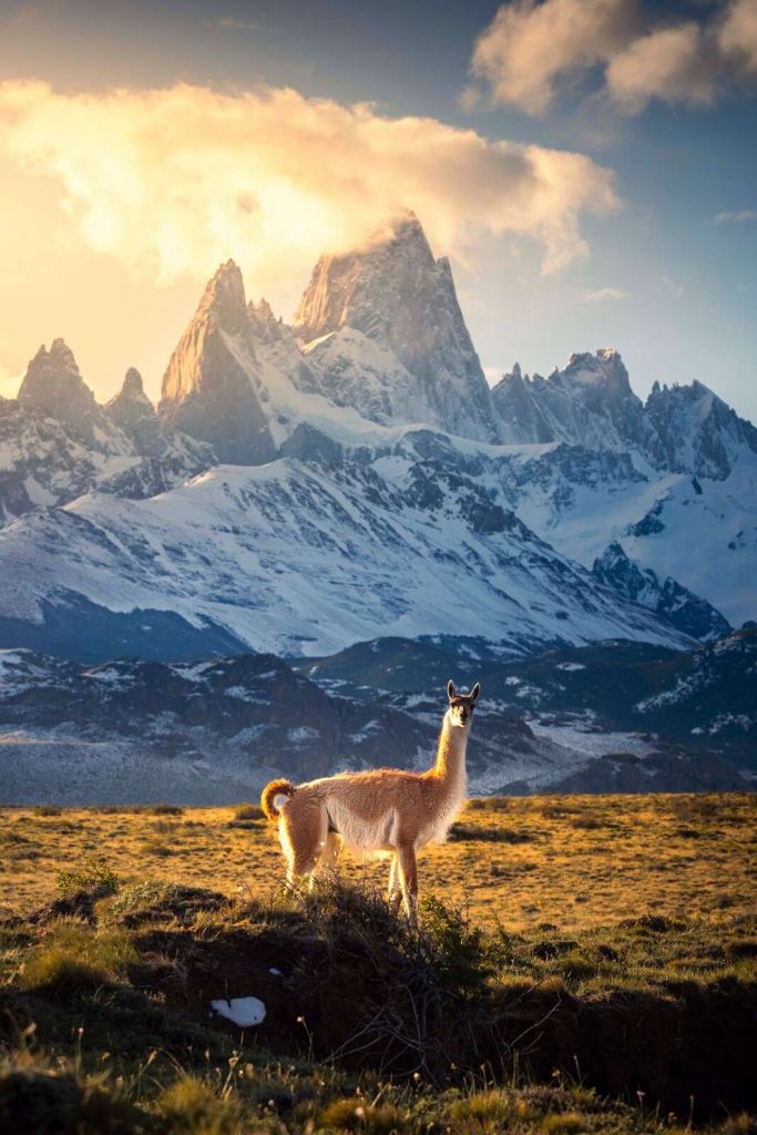 Guanaco en pleine lumière devant les sommets des Andes.