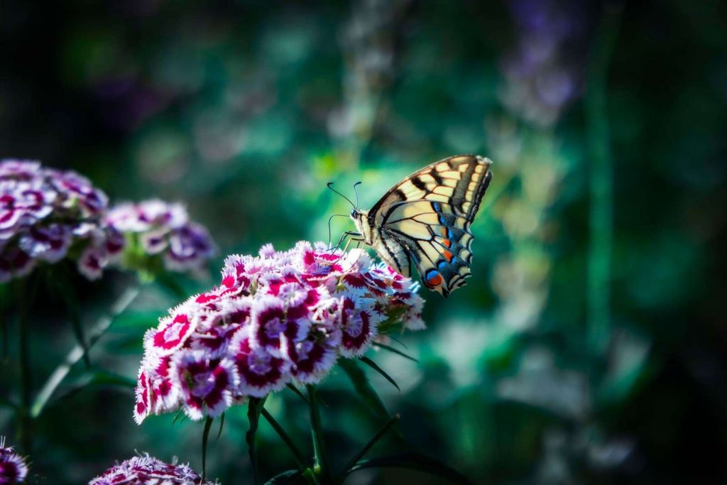 Papillon sur des fleurs estivales