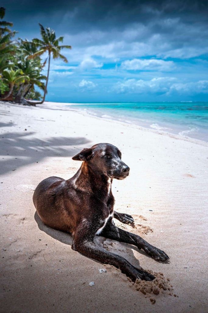 Chien noir sur une plage tropicale.