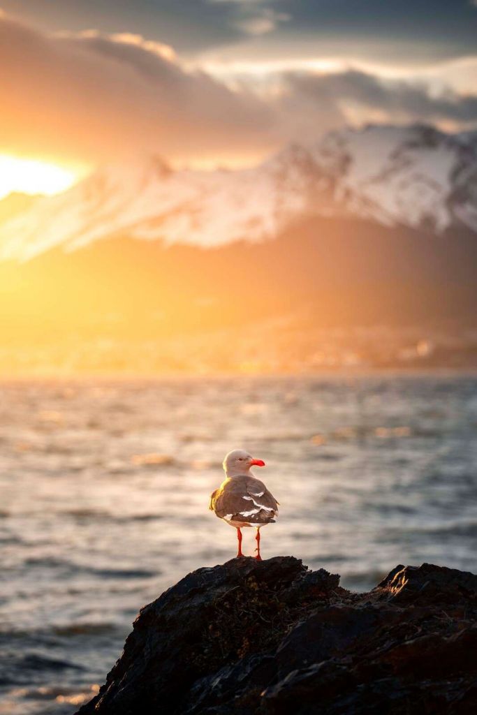 Mouette au coucher du soleil au fjord