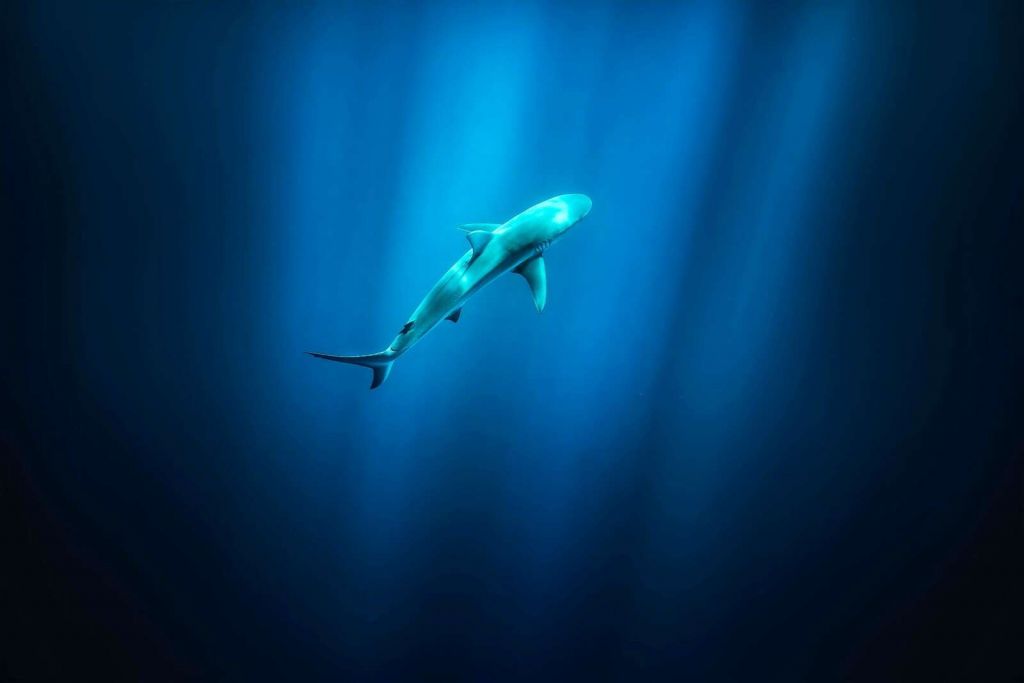 Haai dans la lumière bleue profonde de l'océan