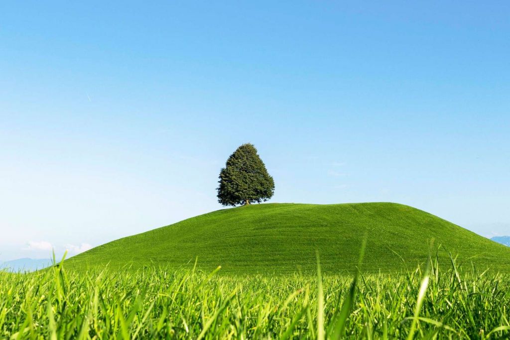 Arbre solitaire sur une colline verte