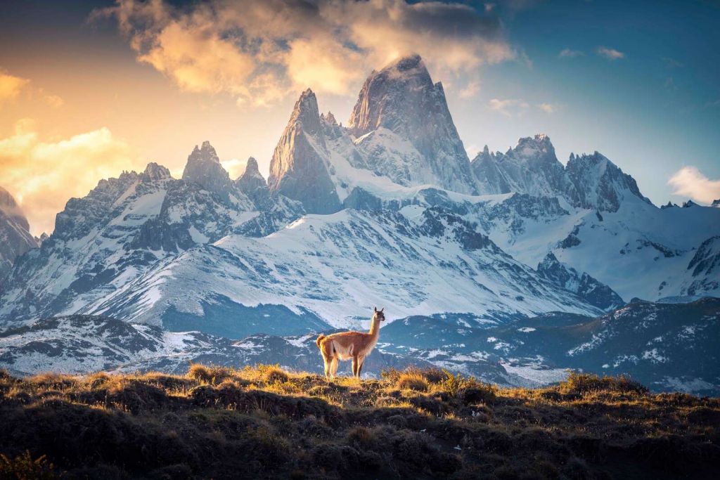 Guanaco près de sommets enneigés.