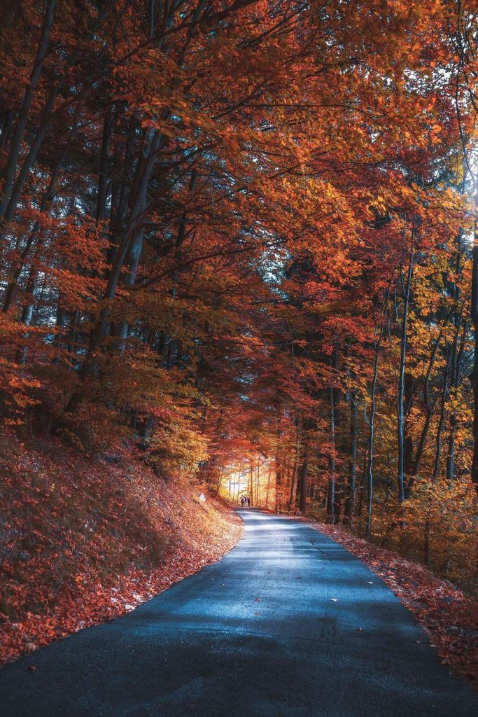 Sentier d'automne à travers une forêt enflammée