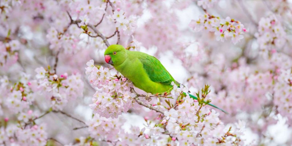 Perroquet assis sur un arbre en fleurs