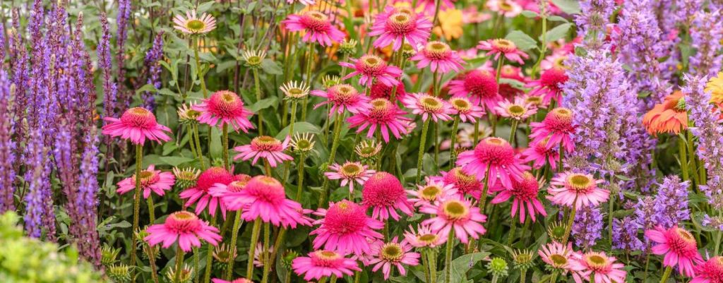 Les échinacées dans le jardin