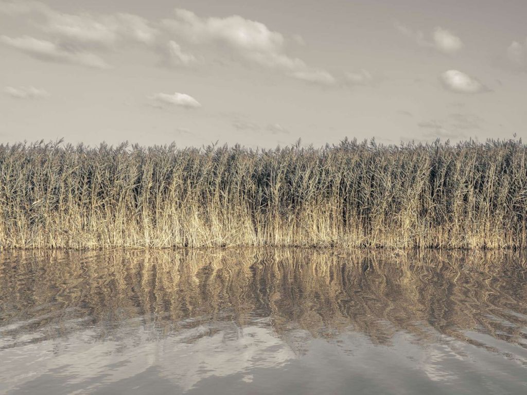 De hautes roseaux bordant les rives d'un canal calme
