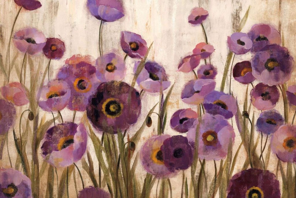 Pavots violets en pleine floraison