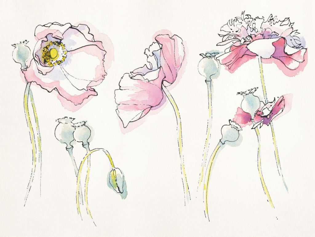 Pavots estivaux dans un jeu de lignes roses