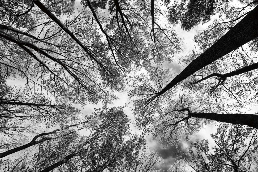 Boomkronen en perspective noir et blanc