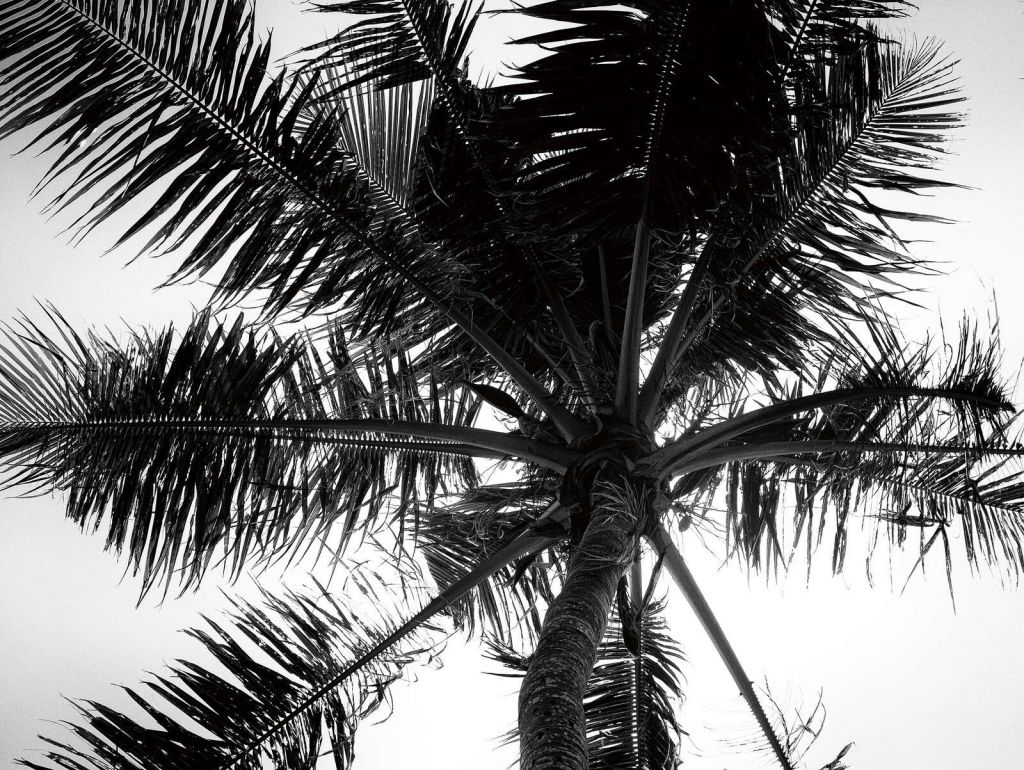 Palmier tropical en noir et blanc.