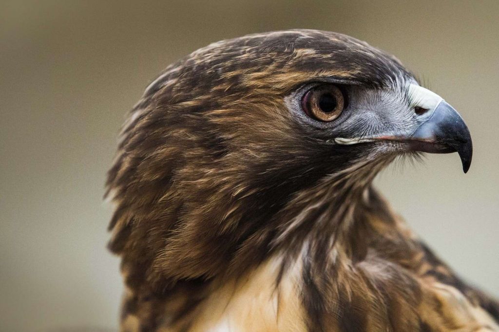 Arendblik en splendeur de plumes chaudes