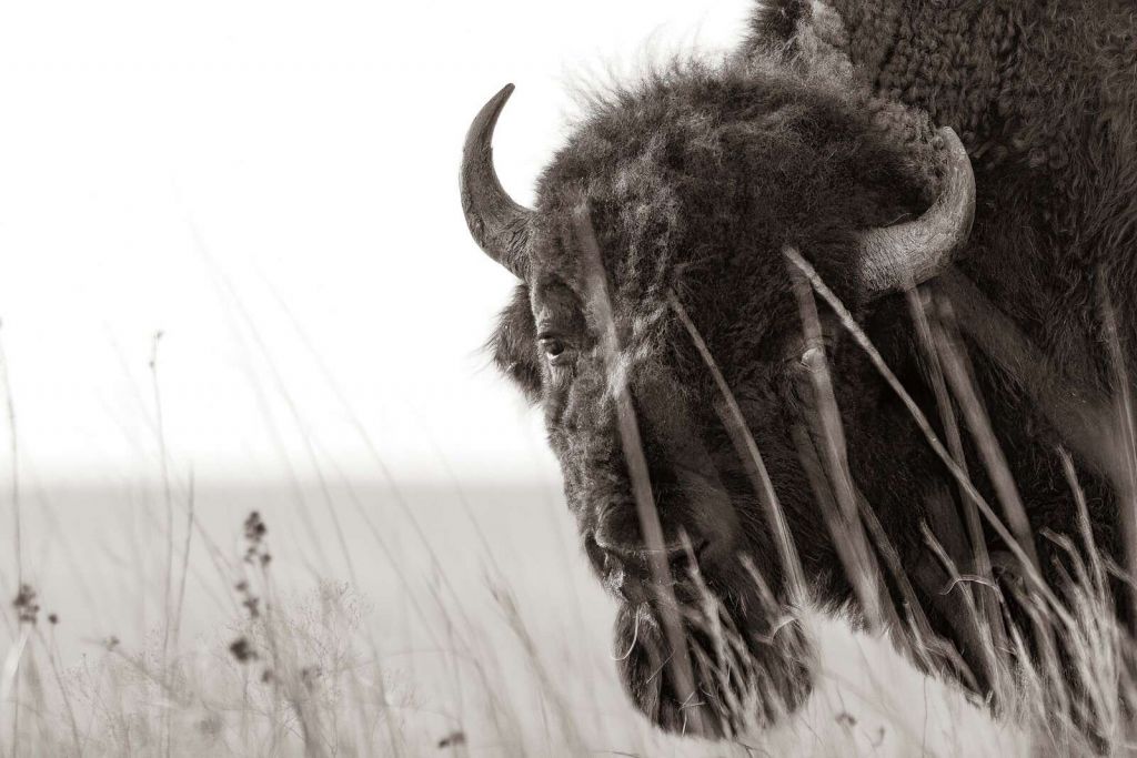 Bison parmi les herbes des prairies