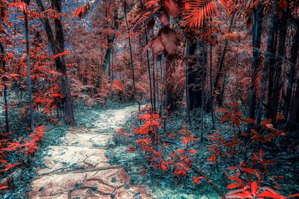 Chemin rouge à travers la forêt de rêve