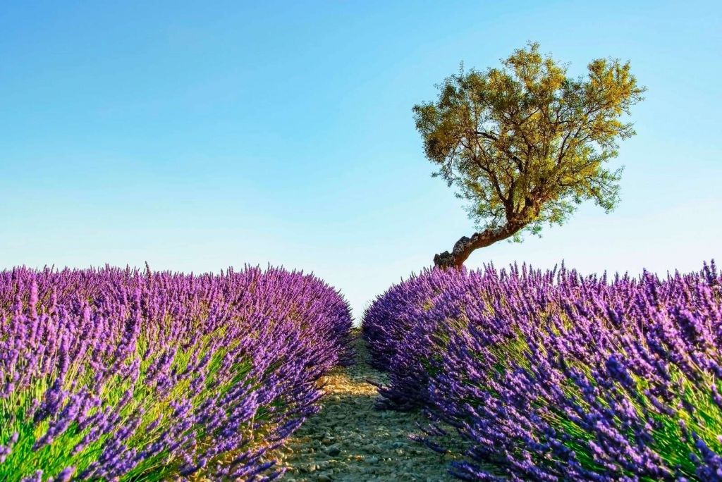 Chemin de lavande sous un ciel bleu