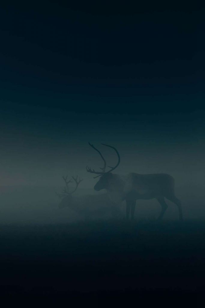 Cerfs dans la brume du matin