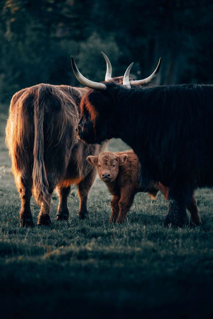 Vaches écossaises dans la lumière du soir
