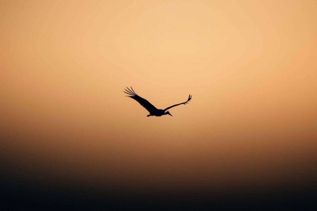 Cigogne en vol au coucher du soleil