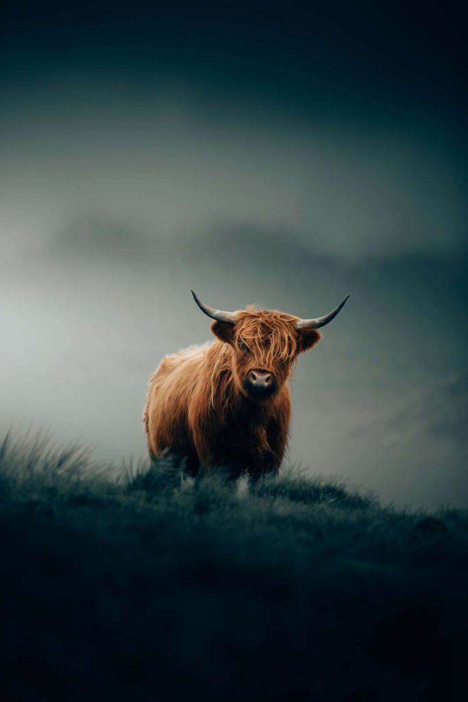 Highlander solitaire dans la brume du matin