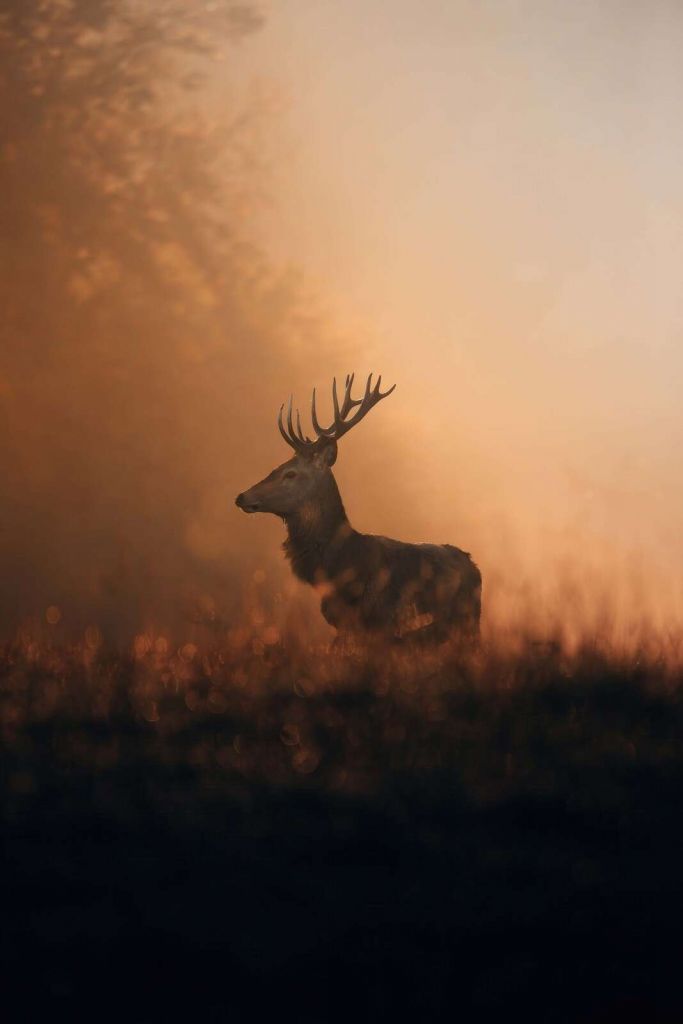 Cerf élaphe dans un voile doré du matin