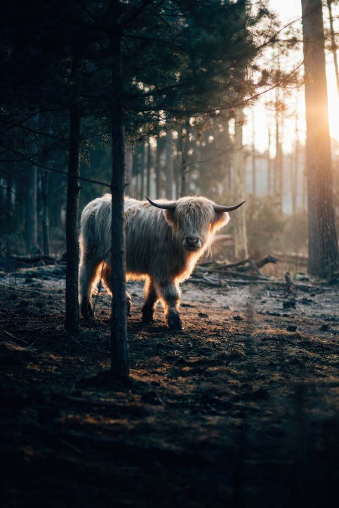 Vache des Highlands blanche dans la forêt du matin