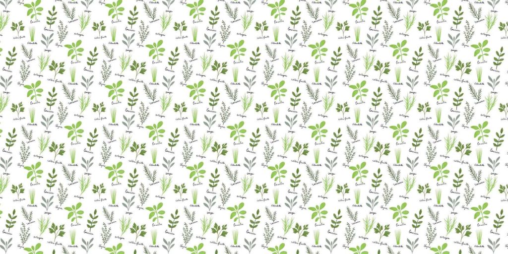 Herbes culinaires sur fond blanc