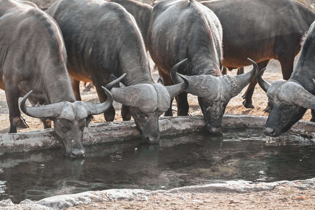 Buffles africains près d'une mare