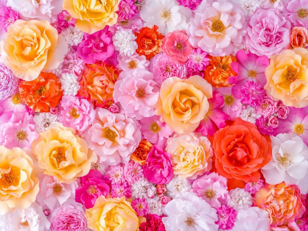 Roses colorées en fleurs pastel