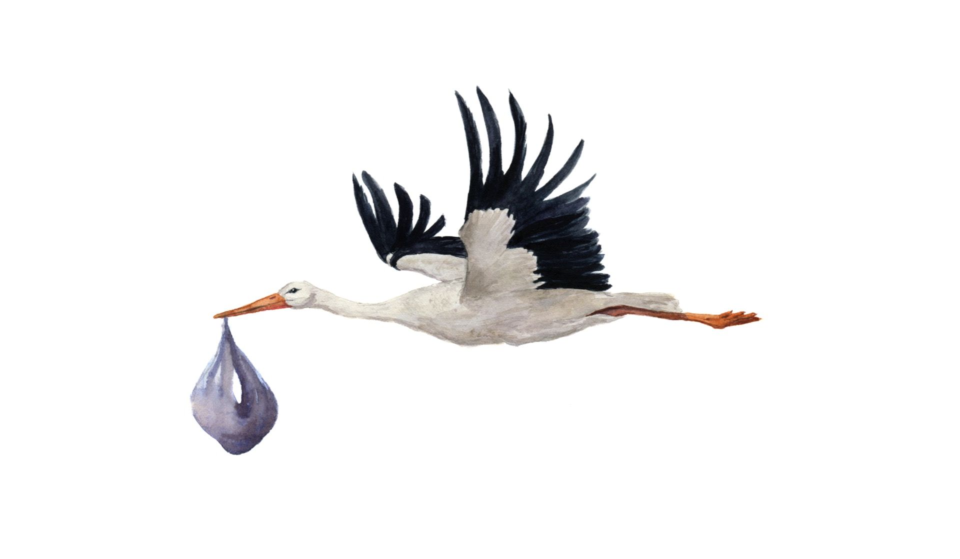 Tableau sur toile Oiseaux cigogne dans les roseaux