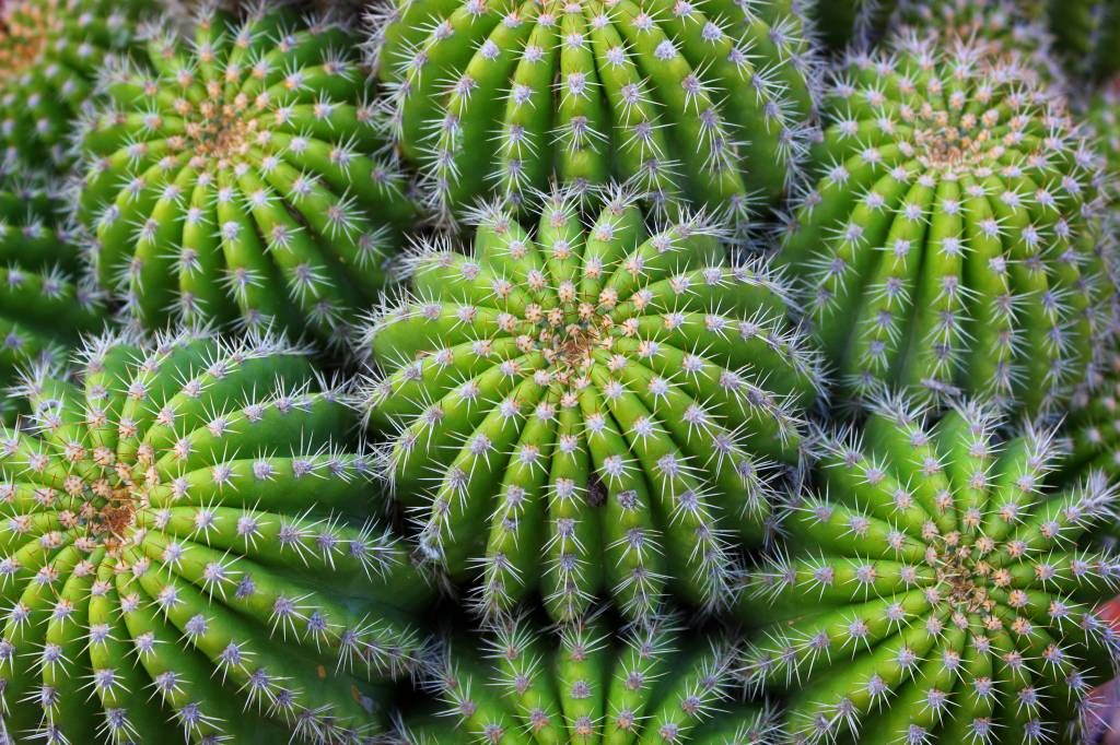 Cactus - Cacti - Chambre d'adolescent