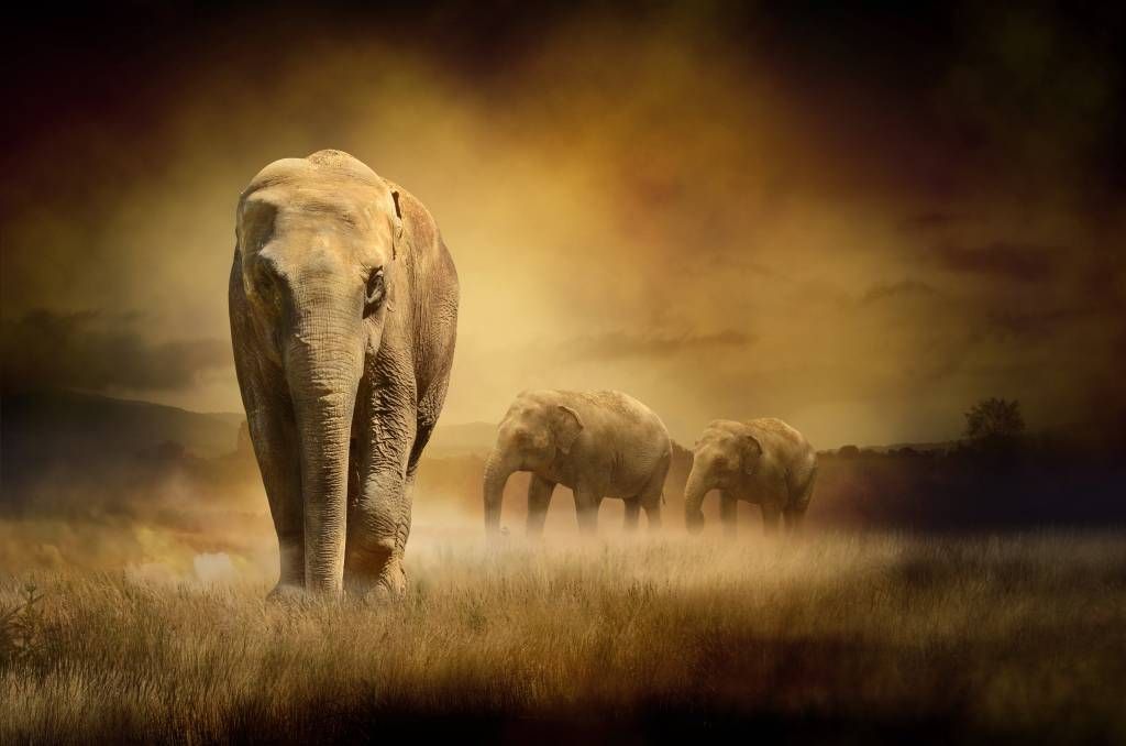 Animaux - Trois éléphants - Chambre d'adolescent