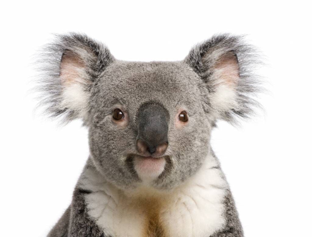 Autre - Photo d'un koala - Chambre d'enfants