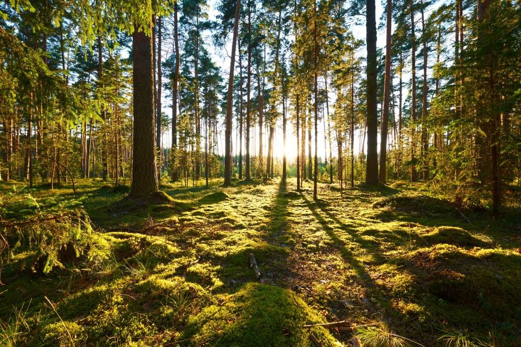 Papier peint mural moderne 3D en forme de forêt de pins - Autocollant