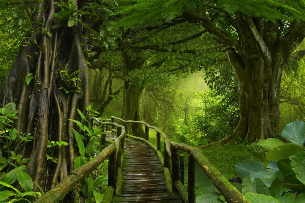 Arbres - Pont en bois à travers une jungle verte - Chambre à coucher