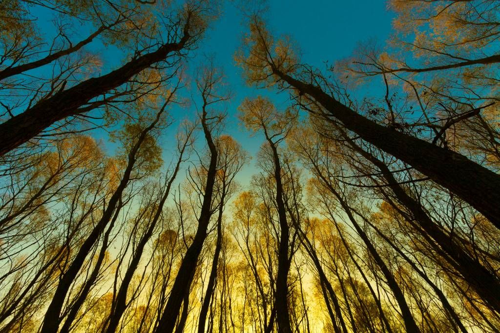 Papier peint de la forêt - Lever de soleil entre les grands arbres - Chambre à coucher