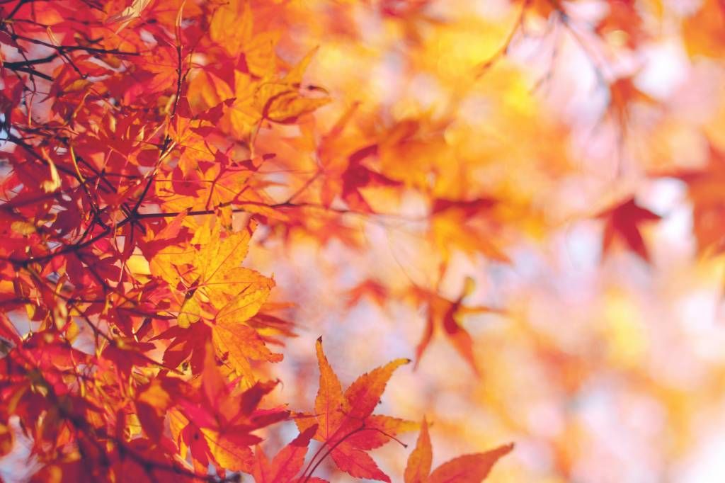 Papier Peint 3D Autocollant Amovible Luna, Motif Feuilles D'automne R4989, Coloré