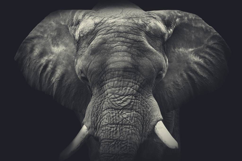 Éléphants - Gros plan sur un éléphant - Chambre à coucher