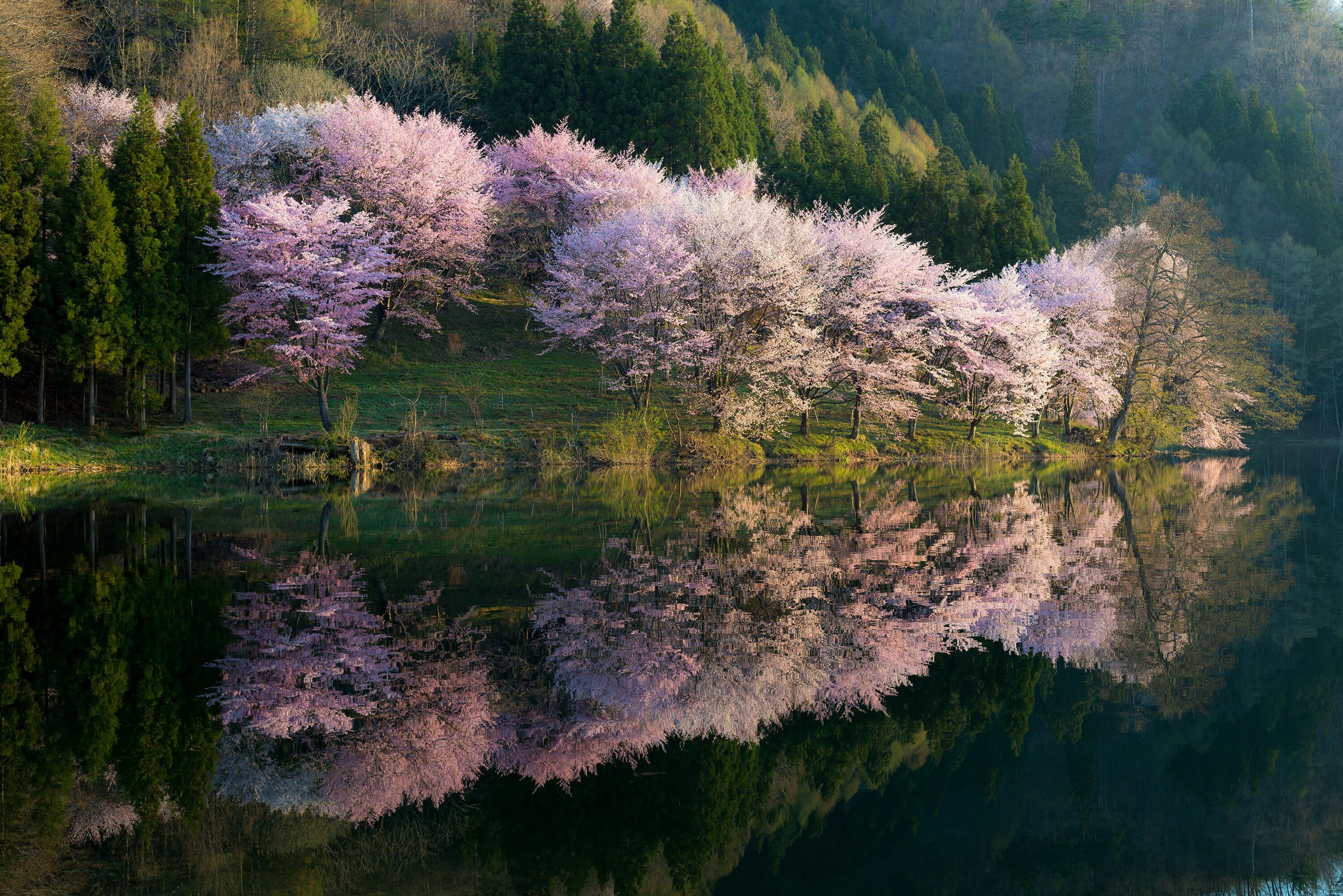 Landscape Sakura