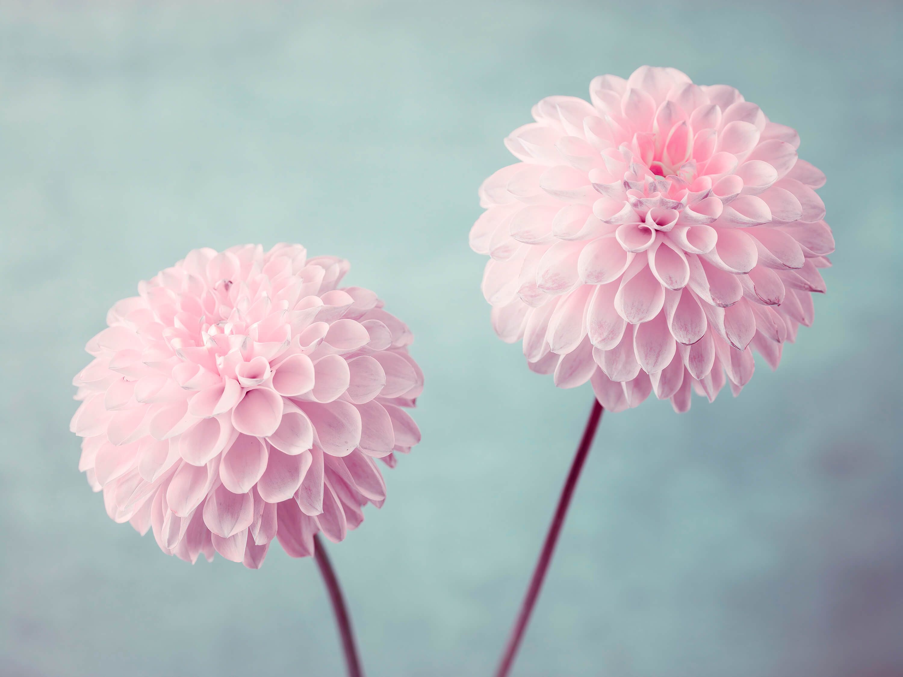  Deux fleurs de Dahlia